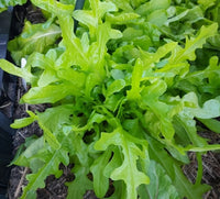 Sulu – Lettuce Seed