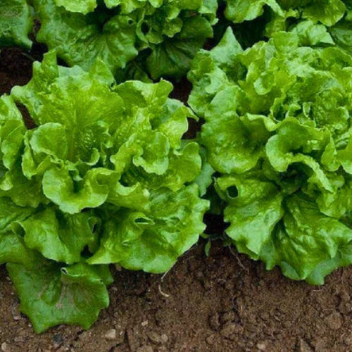 Nancy – Organic Lettuce Seed