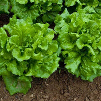 Nancy – Organic Lettuce Seed