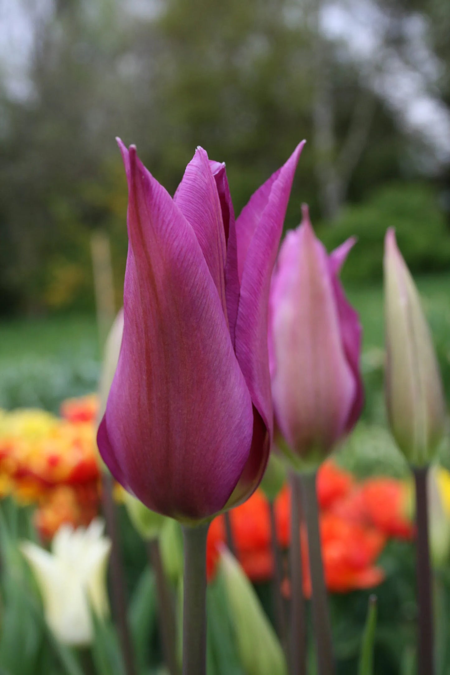Purple Dream Tulip Seeds