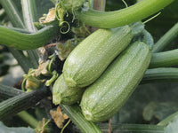 Mexicana – Organic Zucchini Squash Seed