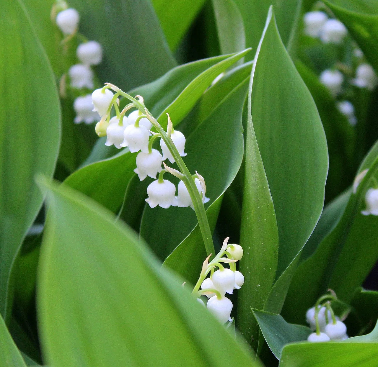 Lily of the Valley Flower Seeds