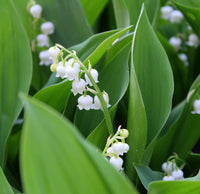 Lily of the Valley Flower Seeds