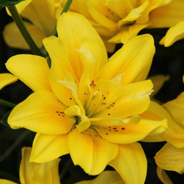 Fata Morgana Asiatic Lily
