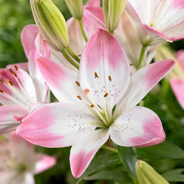 Sugar Baby Carpet Border Lily