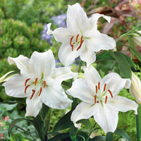 Casablanca Lily