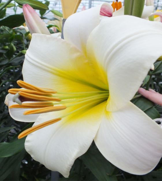 Oriental Trumpet Lily- White Planet