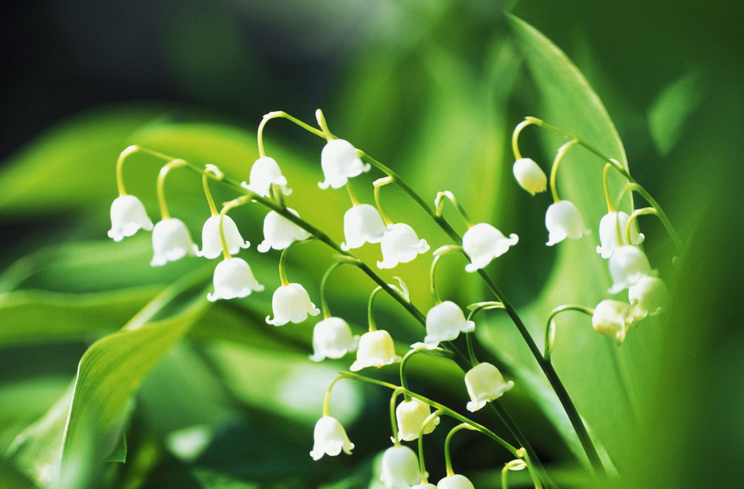 Lily of the Valley Flower Seeds