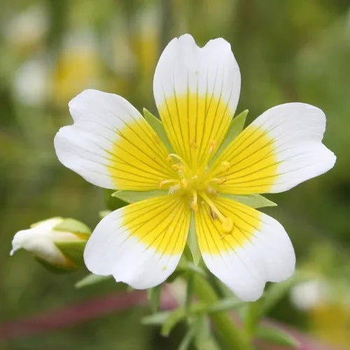 Poached Egg Plant