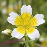 Poached Egg Plant