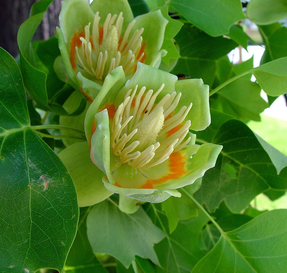 Liriodendron Tulipifera Flower Seeds for Planting – Non-GMO, Heirloom, Fast-Growing Trees - Tulipifera for planting in home garden