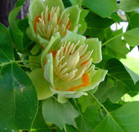 Liriodendron Tulipifera Flower Seeds for Planting – Non-GMO, Heirloom, Fast-Growing Trees - Tulipifera for planting in home garden