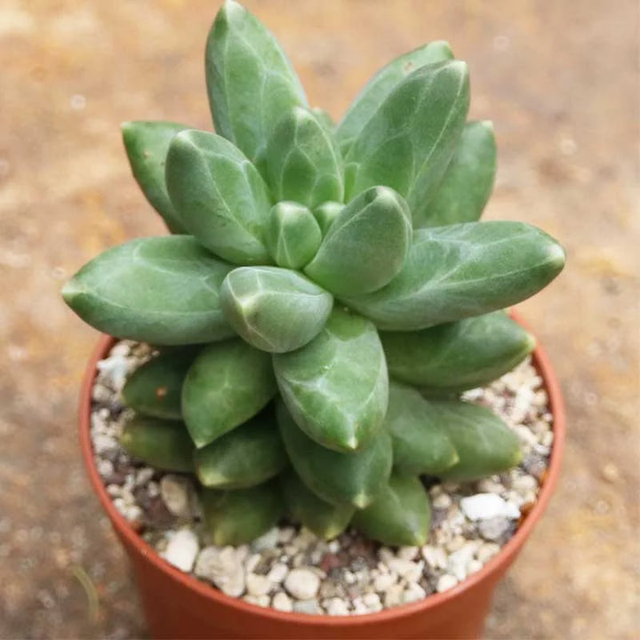 Heirloom Non-GMO Pachyphytum Compactum Succulent Seeds – Rare Drought-Tolerant Planting Seeds