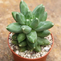 Heirloom Non-GMO Pachyphytum Compactum Succulent Seeds – Rare Drought-Tolerant Planting Seeds