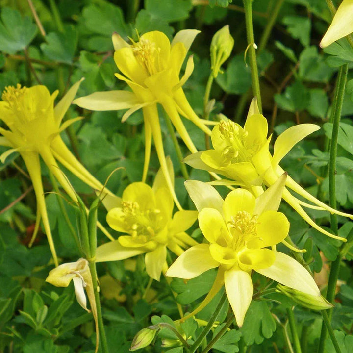 Heirloom Non-GMO Golden Columbine Flower Seeds for Planting – Bright Perennial Blooms for Shade Gardens