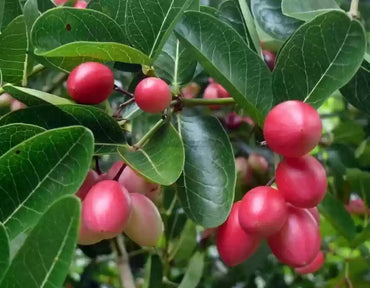 Koromcha Seeds