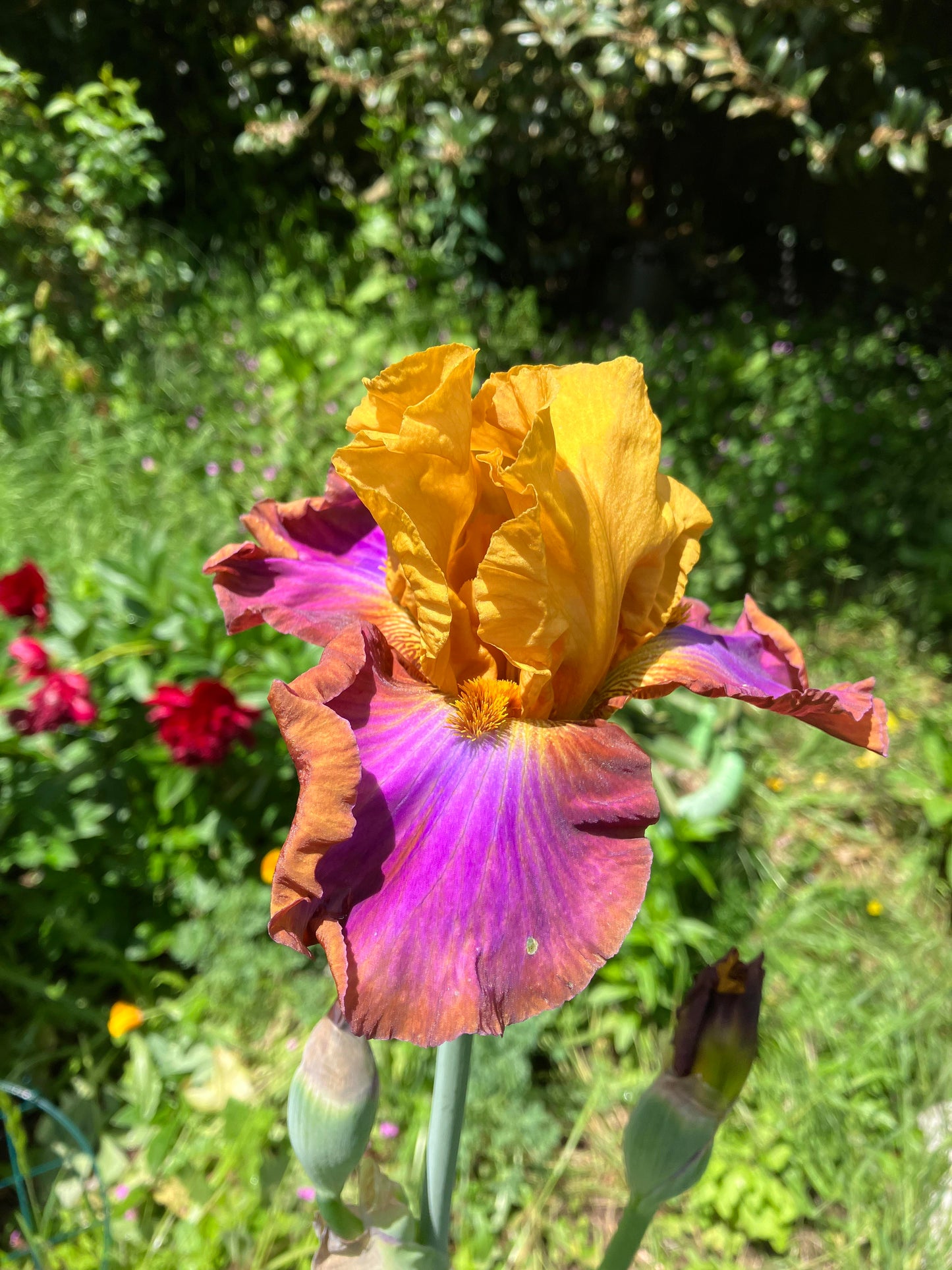Enthralled Bearded Iris Seeds