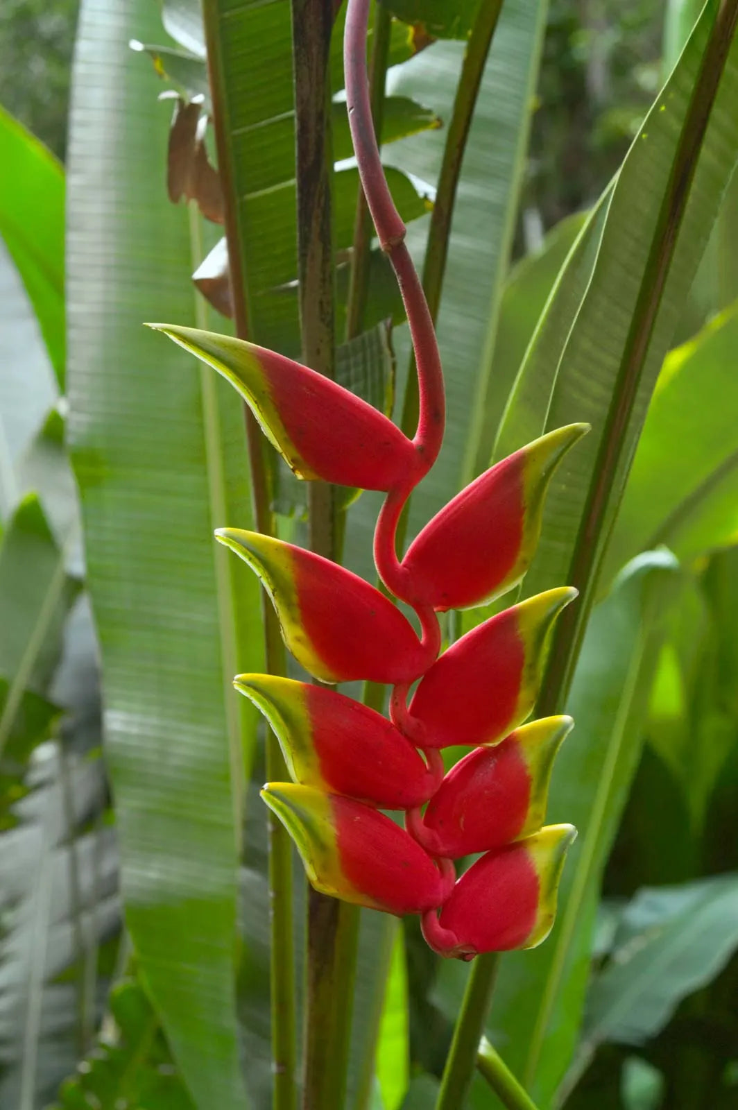 Heirloom Heliconia Harlingii Flower Seeds – Non-GMO Seeds for Tropical Garden Planting