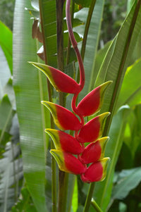 Heirloom Heliconia Harlingii Flower Seeds – Non-GMO Seeds for Tropical Garden Planting - Heliconia for planting in home garden