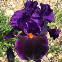 I'm Back Reblooming Bearded Iris