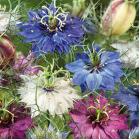 Nigella- Persian Jewels Mix
