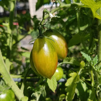 Lucky Tiger – Organic Tomato Seed