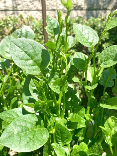 Malabar Spinach- Green