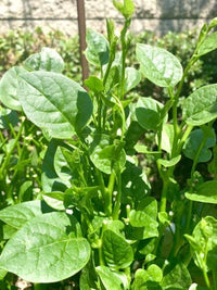 Malabar Spinach- Green