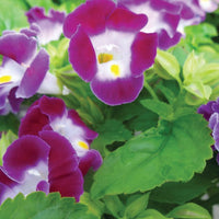 Violet Torenia Kauai Flower Seeds for Unique Gardens - 100 pcs