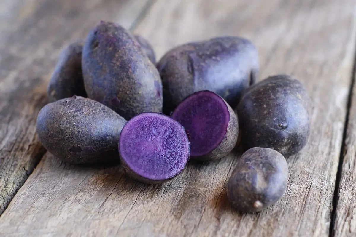 Magic Molly – Organic Purple Seed Potatoes