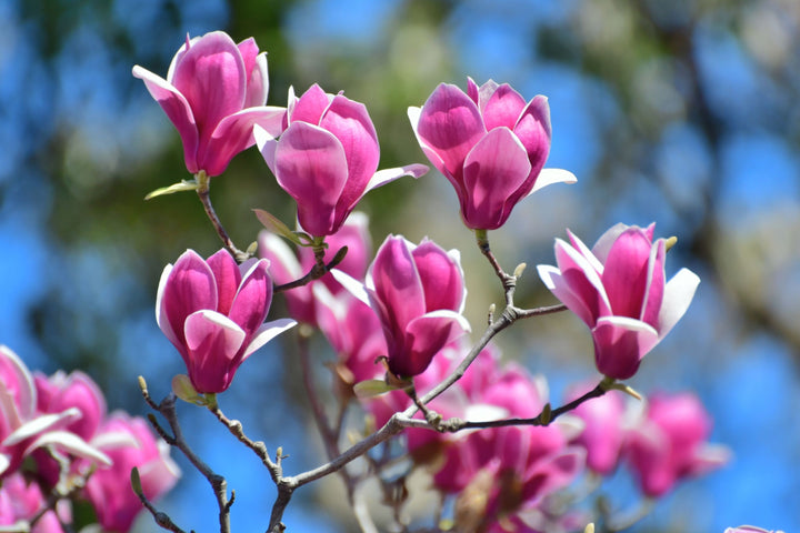 Heirloom Magnolia Liliiflora Flower Seeds for Planting, Non-GMO