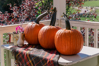 Expert – Treated Pumpkin Seed