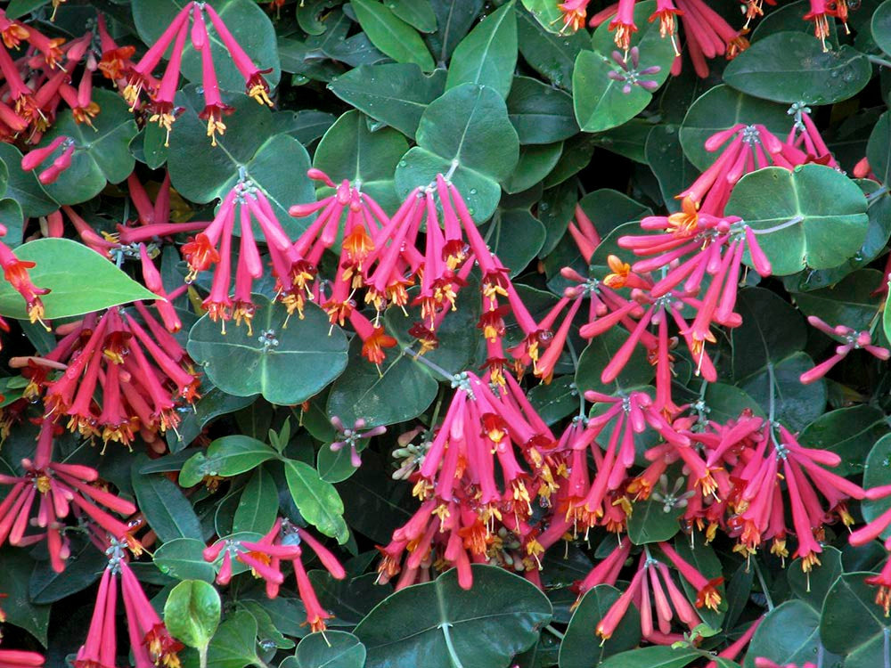 Lonicera Flower Seeds, Heirloom, Non-GMO Seeds for Planting