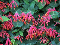 Lonicera Flower Seeds, Heirloom, Non-GMO Seeds for Planting