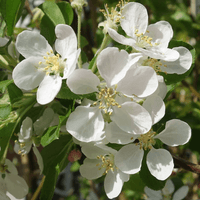 Heirloom Malus Flower Seeds, Non-GMO Ornamental Blooms for Garden Planting for planting in home garden