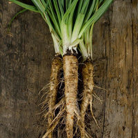 Mammoth Sandwich Island – Salsify Seed