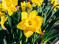 Daffodil Twinkle Yellow Bulb