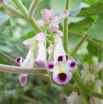 Claw (Claw scientific name) for planting in garden