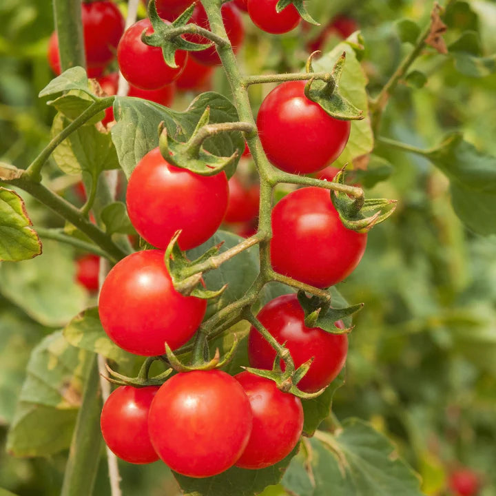 Matt’s Wild Cherry – Tomato Seed