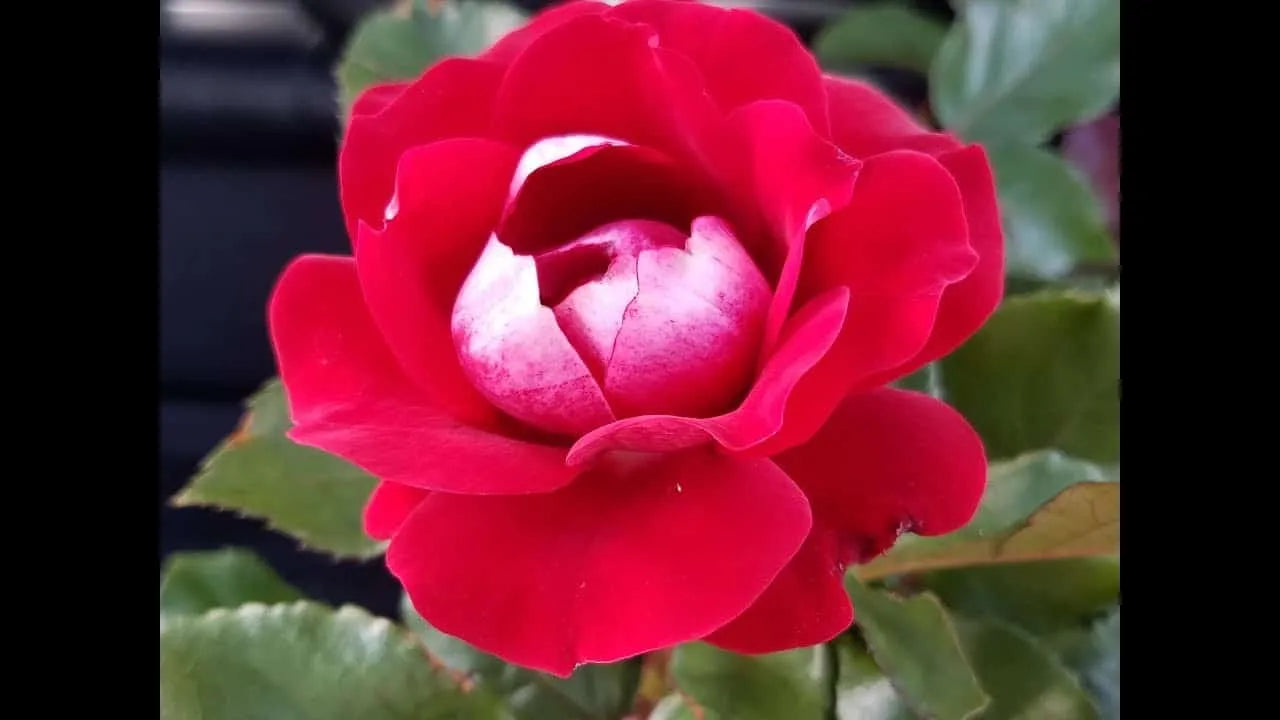 Take it Easy Floribunda Rose