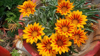 Heirloom Non-GMO Gazania Flower Seeds for Planting – Vibrant Drought-Tolerant Blooms