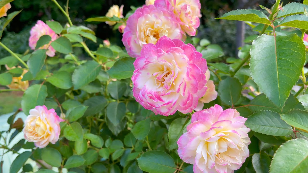 Life of the Party Floribunda Rose