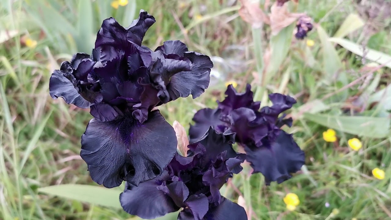 Raven Girl Bearded Iris Seeds