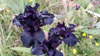 Raven Girl Bearded Iris Seeds