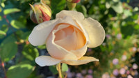 Rose- Windermere