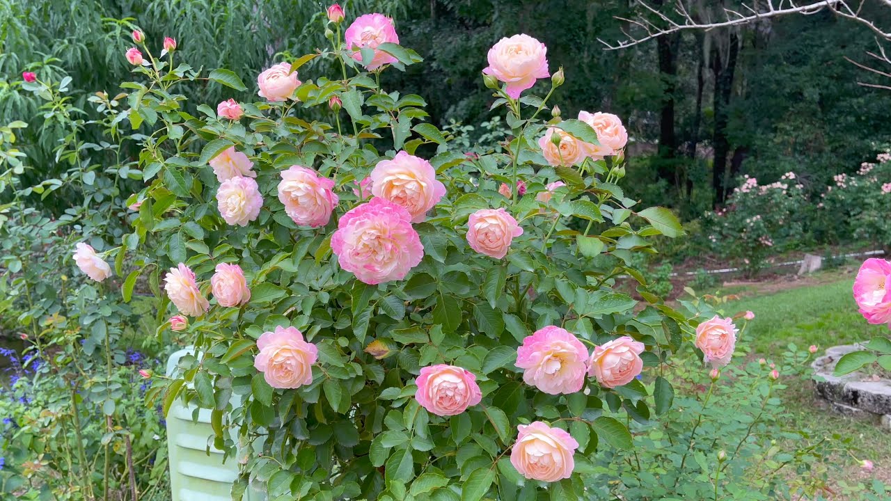 Life of the Party Floribunda Rose