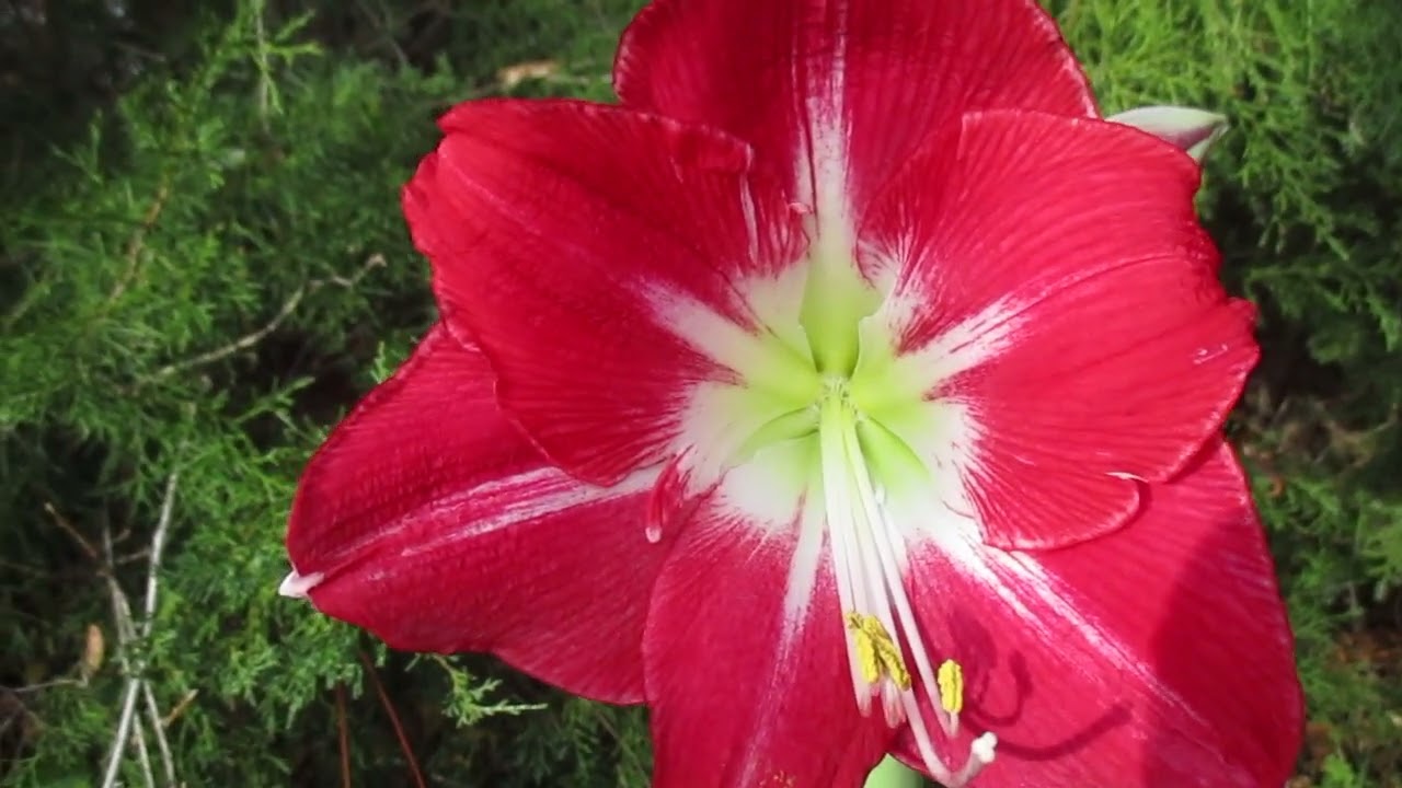 Silver Dream Amaryllis  Seeds