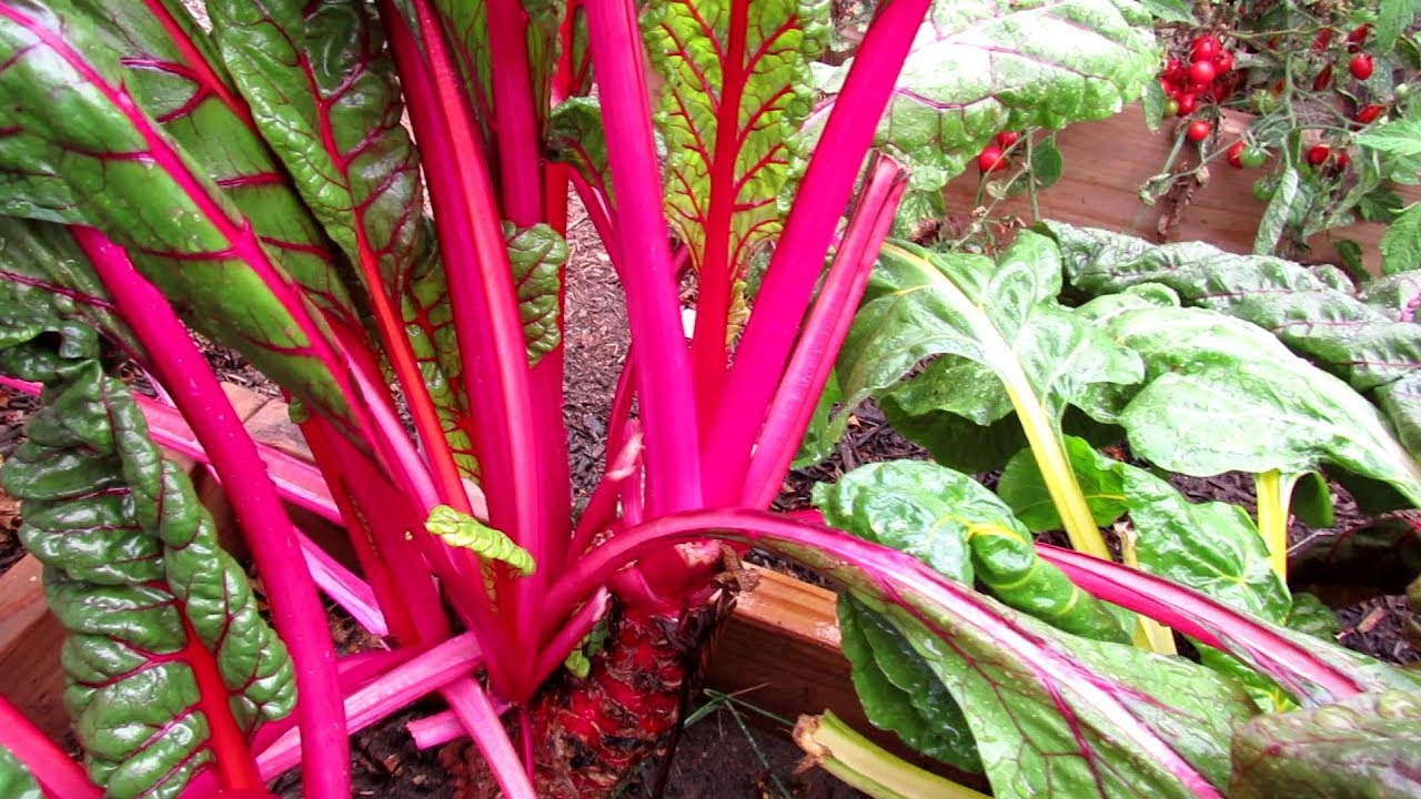 Magenta Sunset – Swiss Chard Seed