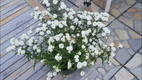 Diadem Double Yarrow