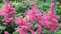 Bowl Brush Astilbe